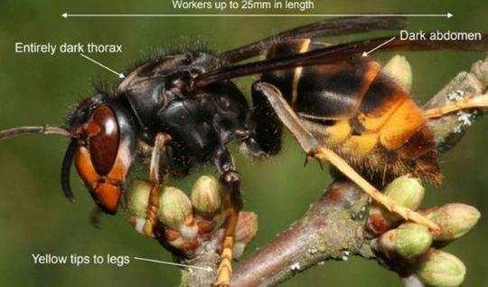 Asian hornet labelled diagram