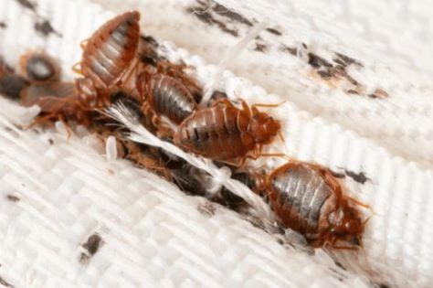 A group of bed bugs on a mattress.
