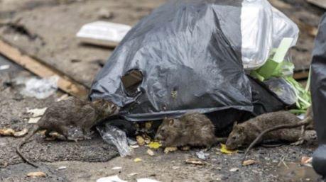 A group of brown rats eating out of refuse bag