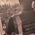 Environmental enforcement officer discovering large cannabis factory