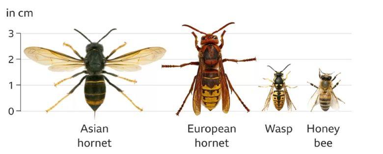Comparison of four types bees