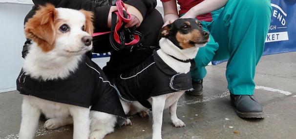 Two dogs sitting with leads and dog-coats at a pet chipping event.