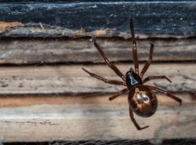 A false widow spider on a web