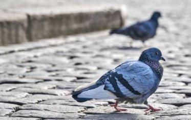 Two pigeons walking on a cobbled surface.