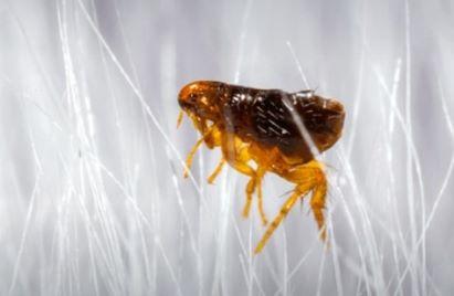 A close up of a flea in animal hair