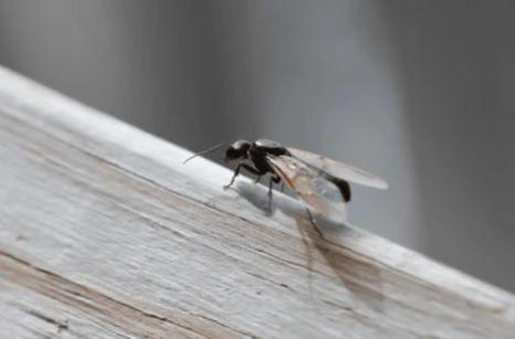 A close up of a flying ant