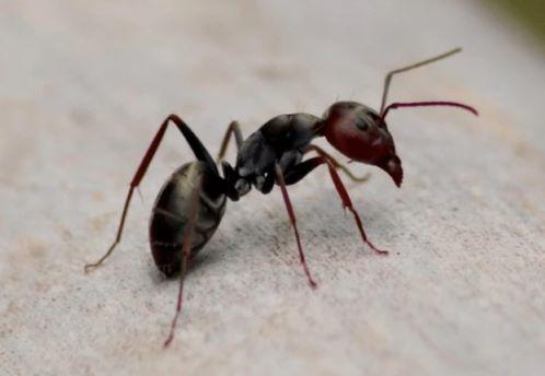 A close up of a black garden ant