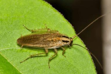 A close up of a German Cockroach on a leaf.