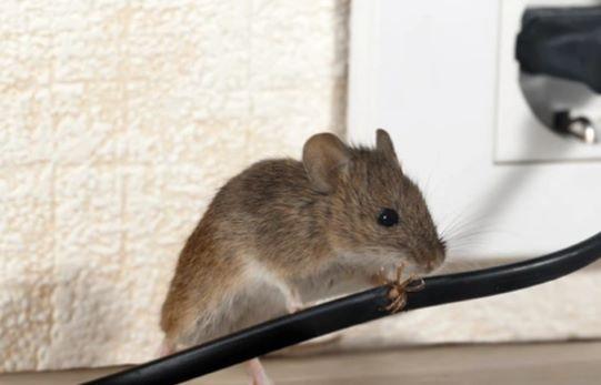 A house mouse chewing on electrical wire.