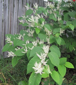 Japanese knotweed in flower by wooden fence