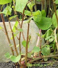 Japanese Knotweed stems