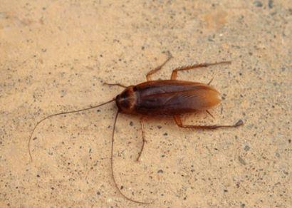 A close-up of a Oriental Cockroach on the ground.