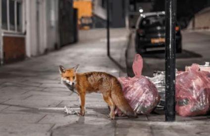 A red fox standing on a public pavement, at night, next to a collection of refuse bags.