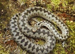 Common European Male Adder coiled on ground.