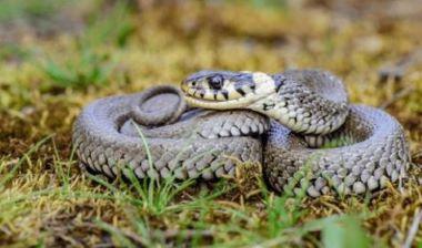 A Grass Snake coiled up in grass.