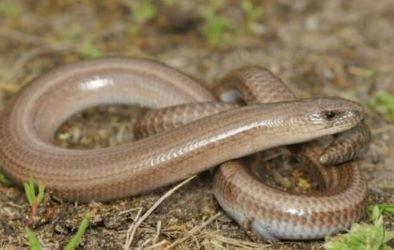 Close up on a Slow Worm on the ground.