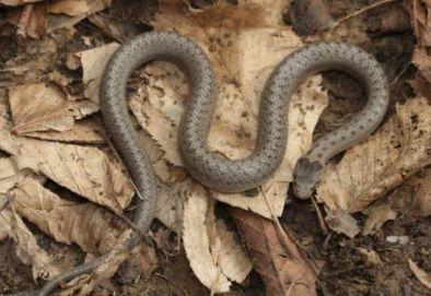 A Smooth snake on dead leaves on the ground.