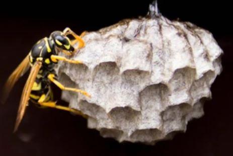 A wasp on a nest