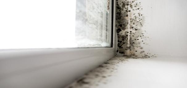 Stock image of black mould around the inside of windowpane.