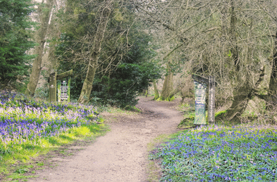 Bluebells alongside the path at Ashenbank woods