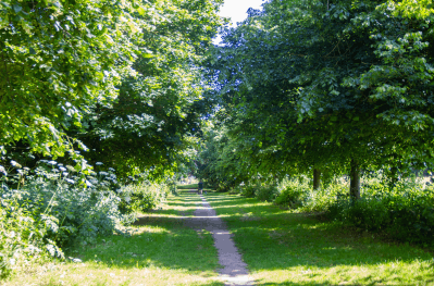 View looking down a pathway in a field with trees either side and people walking in the distance on a bright sunny day