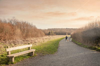Person walking dogs in the distance alongside a gravel country park
