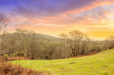 View looking across the field into the woods of Shorne country park