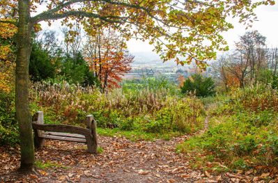 View looking over a wooden bench looking out at Trosley Country Park on an autumn day